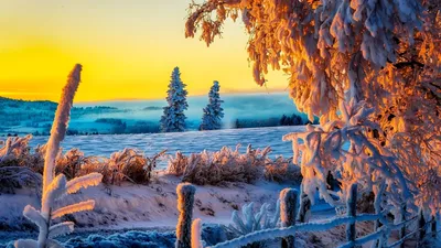 Фотообои Заснеженный зимний пейзаж с оленями, совой, сосновым и березовым  лесом, закатное небо Nru98765 купить на заказ в интернет-магазине