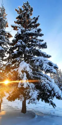 зимний пейзаж обои зимний пейзаж Hd фоны, 28801050 рождественские обои, зимний  пейзаж, 2880x1050 фон картинки и Фото для бесплатной загрузки
