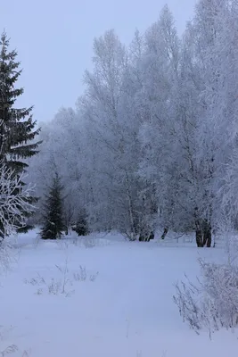 Зимние пейзажи в холодном солнечный день Газон, покрытая с белым снегом  Ландшафт высоких гор, лесов и синего неба Обои снежных Стоковое Фото -  изображение насчитывающей сосенка, снежок: 168563252