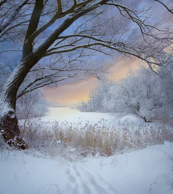 пейзаж с деревьями, зимние обои, 3d Рождественский зимний пейзаж, Hd  фотография фото фон картинки и Фото для бесплатной загрузки