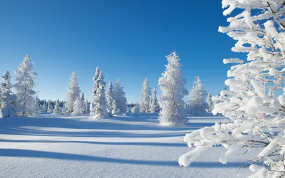 Рождество Зимний Фон Зимние Обои - Бесплатная векторная графика на Pixabay  - Pixabay