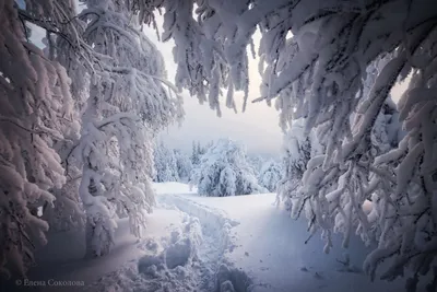 Фон зимнего леса - 73 фото