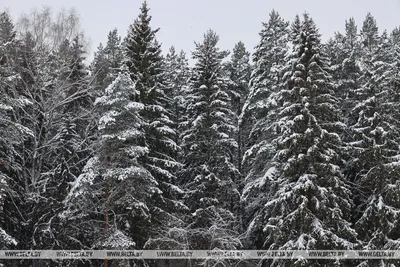 Зимний лес. | Winter photography, Winter scenery, Winter landscape