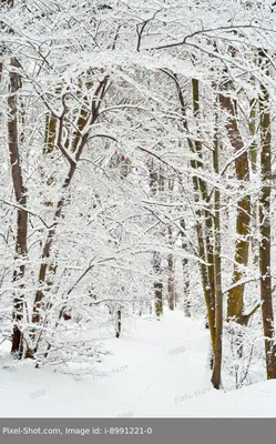 Купить картину Зимний лес в Москве от художника Дубовой Игорь