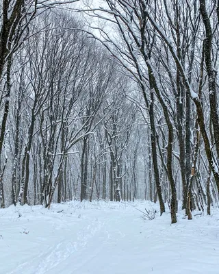 Прогулка в зимний лес - Культурный мир Башкортостана