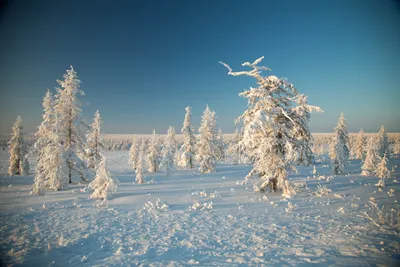 Зимний лес как из сказки - Телеканал «Моя Планета»