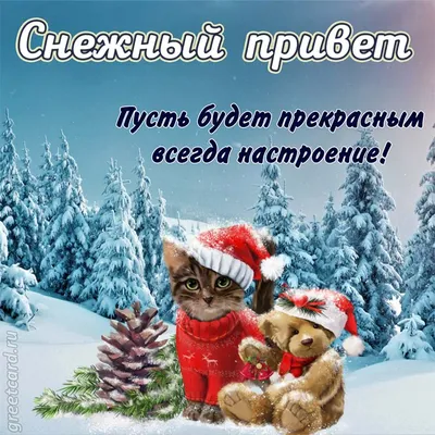 Картинка: зимний кот передает снежный привет