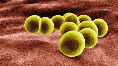 Бактерии Золотистый Стафилококк 3d Иллюстрация — стоковые фотографии и  другие картинки Haemolytic - Haemolytic, Бактерия, Без людей - iStock