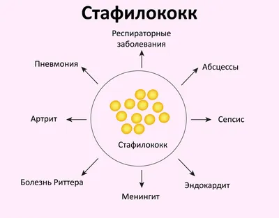 Золотистый стафилококк (Staphylococcus aureus) | ВКонтакте