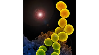 Бактерии золотистого стафилококка Иллюстрация штока - иллюстрации  насчитывающей макрос, биохимии: 86572857