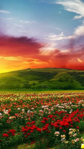 Природа 4К Обои на телефон цветочное поле с холмом на заднем плане