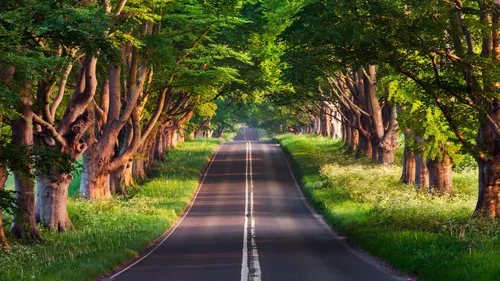 Природа 4К Обои на телефон дорога с деревьями по обе стороны