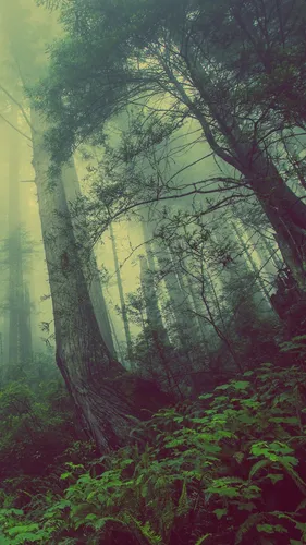 Природа Лес Обои на телефон лес с деревьями и туманом
