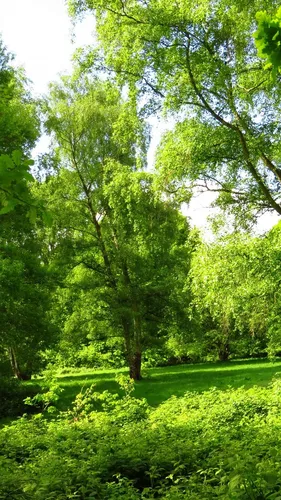 Природа Лес Обои на телефон дерево в поле