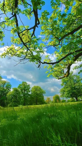 Природа Лес Обои на телефон травянистое поле с деревьями на заднем плане