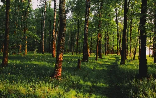 Природа Лес Обои на телефон травянистый участок с деревьями