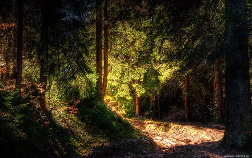 Природа Лес Обои на телефон грунтовая дорожка в лесу