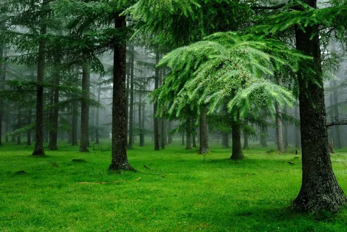 Природа Лес Обои на телефон группа деревьев в парке