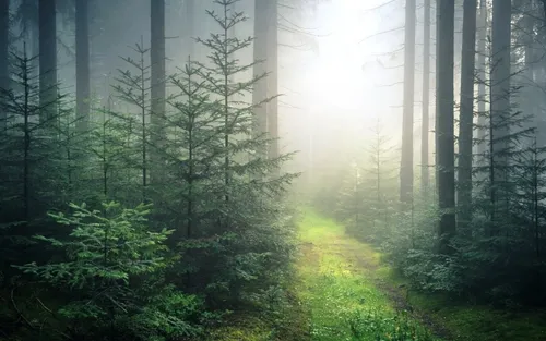 Природа Лес Обои на телефон туманный лес с деревьями