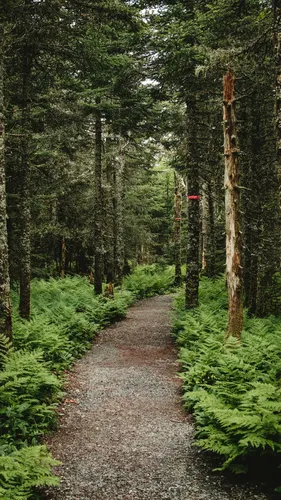 Природа Лес Обои на телефон грунтовая дорога в лесу