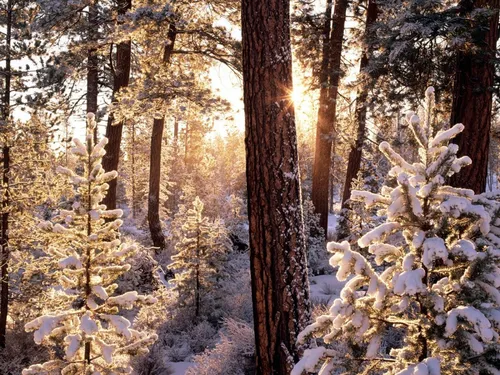 Природа Лес Обои на телефон заснеженный лес с деревьями