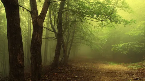 Природа Лес Обои на телефон грунтовая тропа через лес