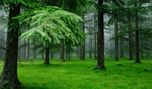 Природа Лес Обои на телефон травянистая зона с деревьями