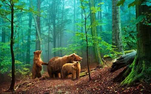 Природа Лес Обои на телефон группа медведей в лесу