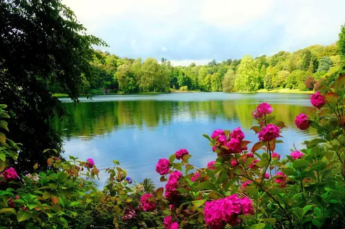 Природа Лес Обои на телефон водоем с цветами и деревьями вокруг него