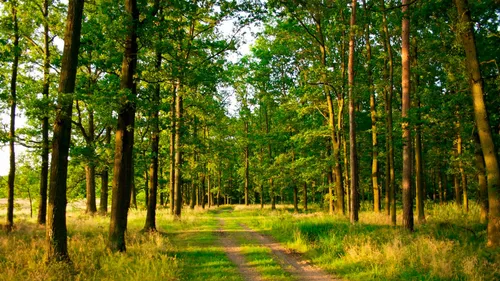 Природа Лес Обои на телефон грунтовая дорога через лес