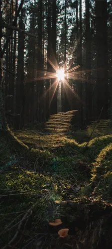 Природа Лес Обои на телефон лес с ярким светом