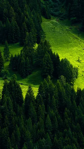 Природа Лес Обои на телефон зеленый пейзаж с деревьями
