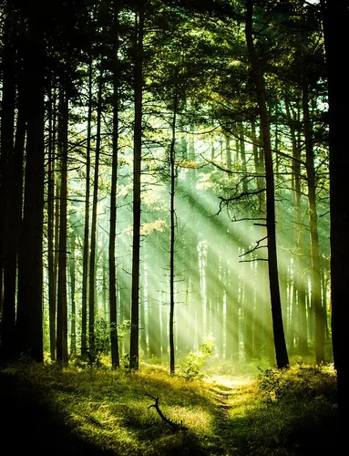 Природа Лес Обои на телефон лес с высокими деревьями