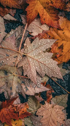 Айфон Осенние Обои на телефон куча разноцветных листьев