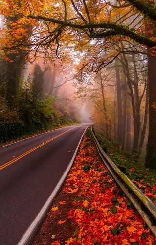 Айфон Осенние Обои на телефон дорога с деревьями по обе стороны