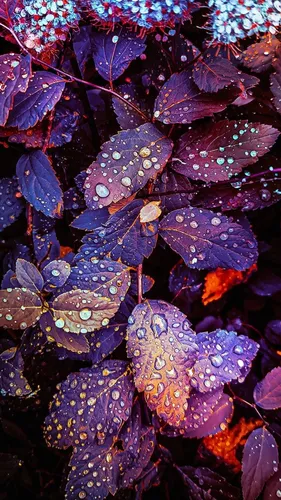 Айфон Осенние Обои на телефон группа фиолетовых цветов