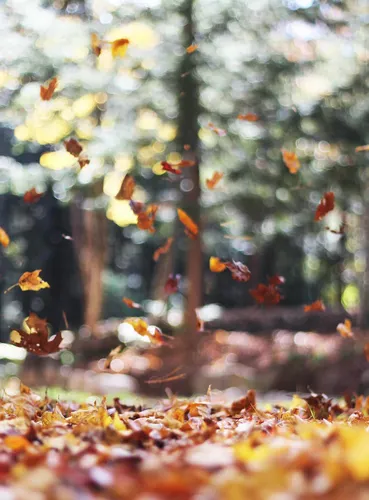 Айфон Осенние Обои на телефон группа листьев на дереве