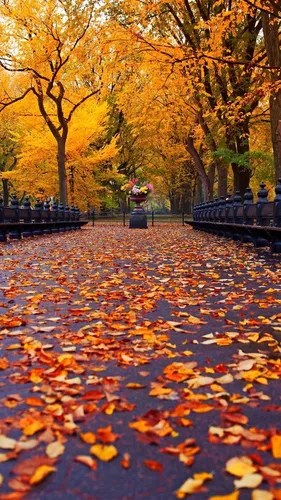Айфон Осенние Обои на телефон тропинка с опавшими листьями