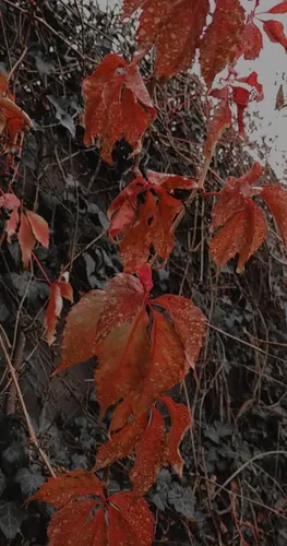 Айфон Осенние Обои на телефон группа красных листьев
