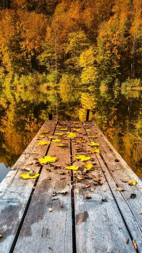 Айфон Осенние Обои на телефон деревянная дорожка с желтыми листьями в окружении деревьев