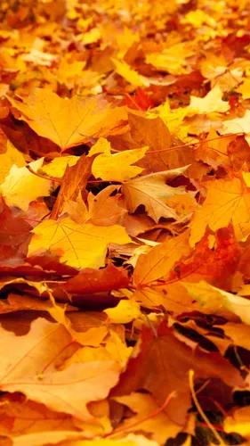 Айфон Осенние Обои на телефон куча желтых и красных листьев