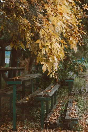 Айфон Осенние Обои на телефон дерево с желтыми листьями