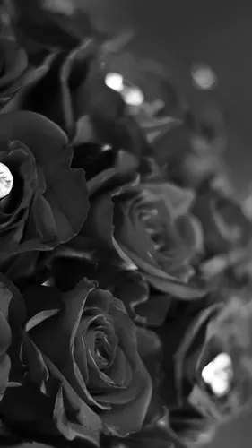 Красивые Темные Обои на телефон роза крупным планом