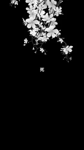 Красивые Черные Обои на телефон белые цветы крупным планом
