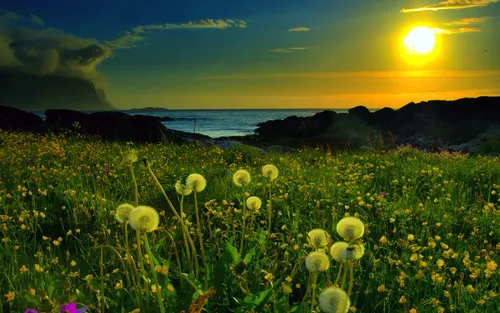 Высокого Разрешения Обои на телефон цветочное поле с закатом солнца на заднем плане