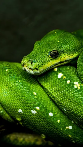 Змея Обои на телефон зеленая змея с синяком под глазом
