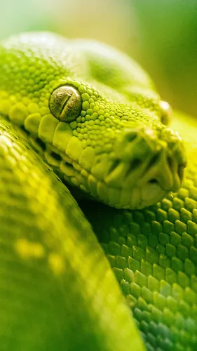 Змея Обои на телефон змея с кольцом на голове
