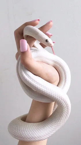 Змея Обои на телефон рука, держащая белую кошку
