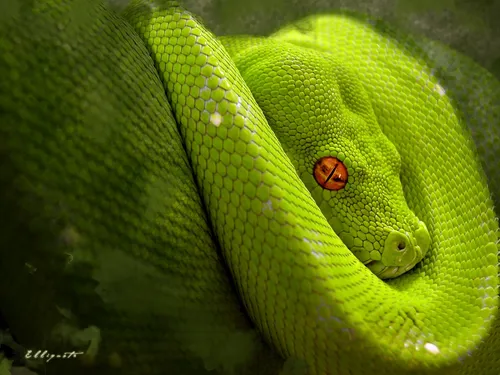 Змея Обои на телефон зеленая змея с божьей коровкой на голове