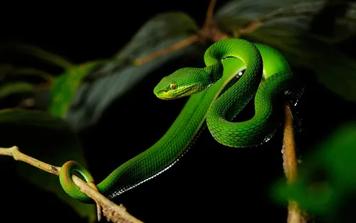 Змея Обои на телефон зеленая ящерица на ветке